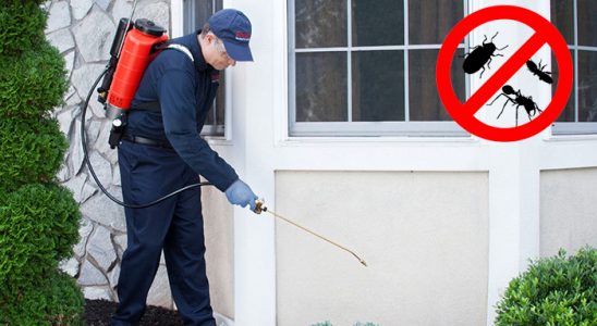 Çardak Kene İlaçlama böcek ilaçlama ve haşere kontrolü — ilaclama-tr.com